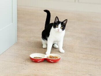 What to Feed a Kitten Best Food for Kittens Purina